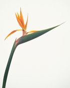 ���i�C���[�W